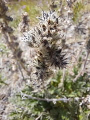 Phacelia mollis