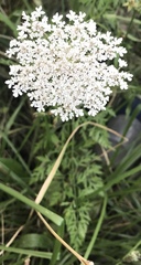 Daucus carota