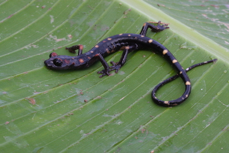 Nimble Long-Limbed Salamander