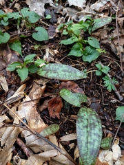 Erythronium americanum