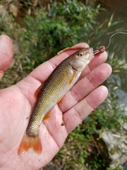 Nocomis leptocephalus