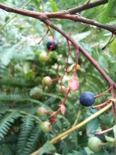 Madeira blueberry