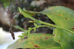 Catopsis sessiliflora