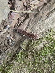 Pseudopolydesmus canadensis