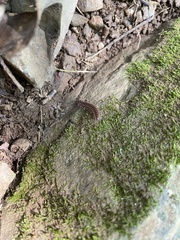 Pseudopolydesmus canadensis