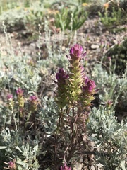 Orthocarpus cuspidatus