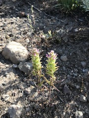 Orthocarpus cuspidatus