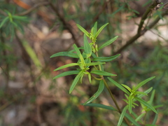 Prostanthera linearis