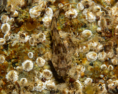 Myoxocephalus