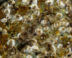 Myoxocephalus
