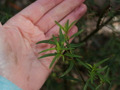 Prostanthera linearis