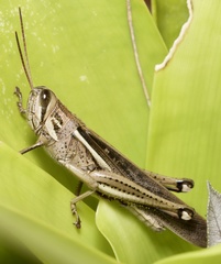 Schistocerca cancellata