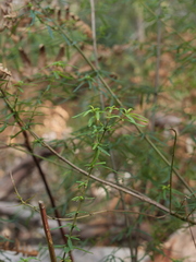 Prostanthera linearis