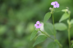 Browallia americana