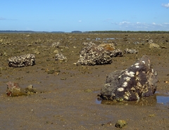 Saccostrea glomerata