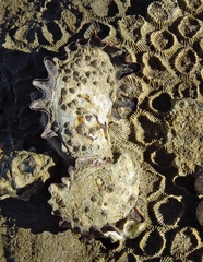 Saccostrea glomerata