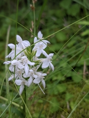 Platanthera blephariglottis blephariglottis