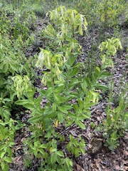 Lithospermum exsertum