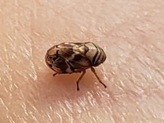 Clastoptera arborina