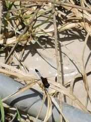 Erythrodiplax abjecta