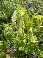 Lithospermum exsertum