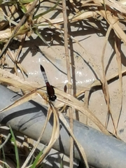 Erythrodiplax abjecta