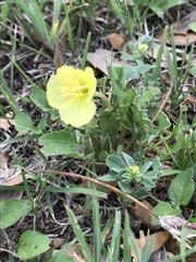 Oenothera triloba