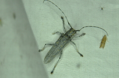 Saperda calcarata