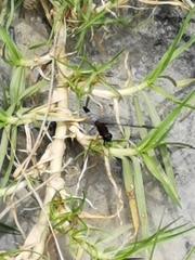 Erythrodiplax abjecta