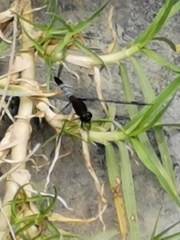 Erythrodiplax abjecta