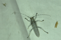 Saperda calcarata