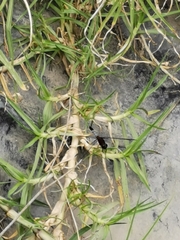 Erythrodiplax abjecta