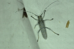 Saperda calcarata
