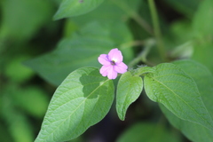 Browallia americana