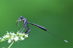 Gasteruption tarsatorium