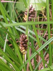 Carex striata