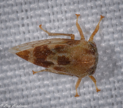 Cyrtolobus tuberosus