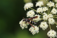 Paranthrene tabaniformis