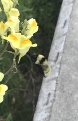 Bombus fervidus