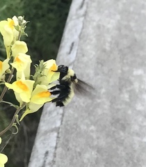 Bombus fervidus