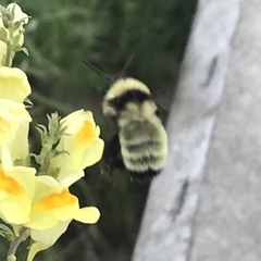 Bombus fervidus
