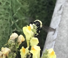 Bombus fervidus