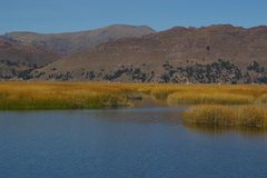 Schoenoplectus californicus