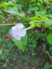 Image of Mirabilis longiflora