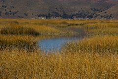 Schoenoplectus californicus