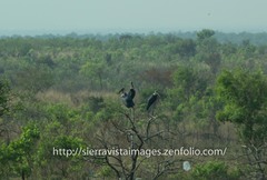 Leptoptilos crumenifer