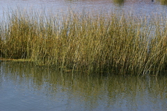 Schoenoplectus californicus