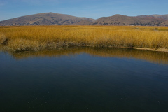 Schoenoplectus californicus