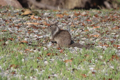 Otospermophilus beecheyi nesioticus