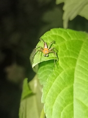 Oxyopes